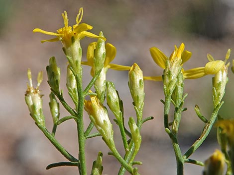 Broom Snakeweed (Gutierrezia sarothrae)