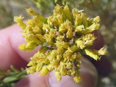 Broom Snakeweed (Gutierrezia sarothrae)