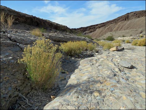 Broom Snakeweed (Gutierrezia sarothrae)