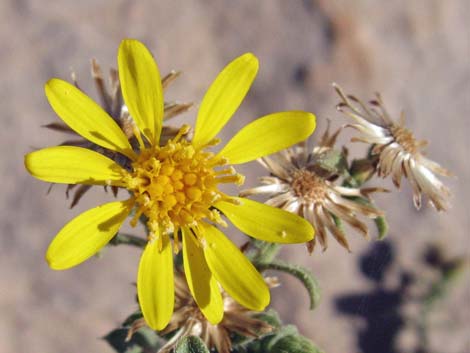 Hairy False Goldenaster (Heterotheca cinerascens)