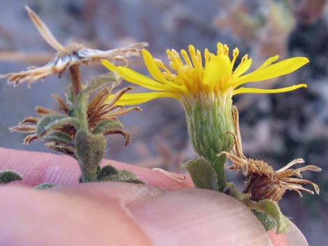 Hairy False Goldenaster (Heterotheca cinerascens)