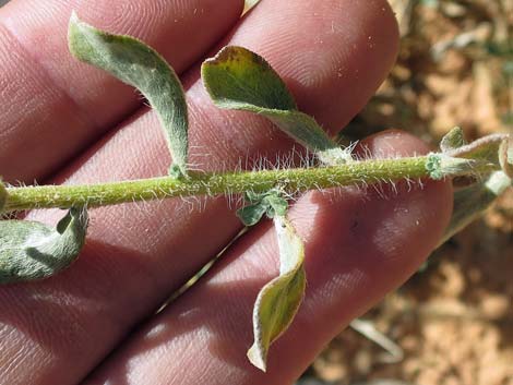 Hairy False Goldenaster (Heterotheca cinerascens)