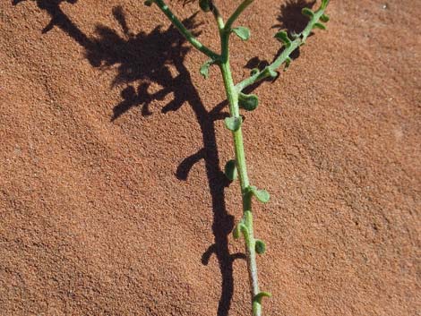 Hairy False Goldenaster (Heterotheca cinerascens)