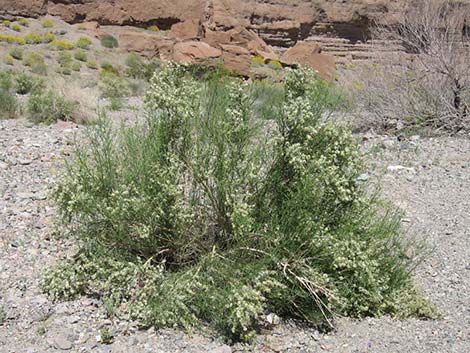 Burrobrush (Cheeseweed) (Hymenoclea salsola)