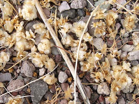 Burrobrush, Cheeseweed (Hymenoclea salsola)