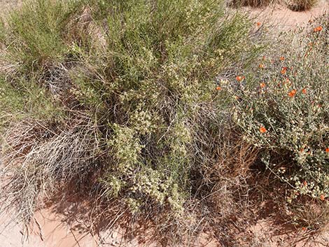 Burrobrush, Cheeseweed (Hymenoclea salsola)