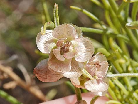 Burrobrush (Cheeseweed) (Hymenoclea salsola)