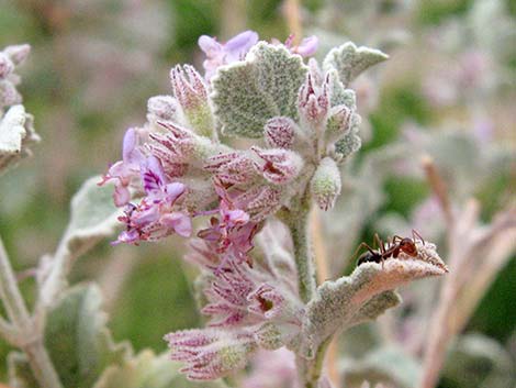 Desert Lavender (Hyptis emoryi)