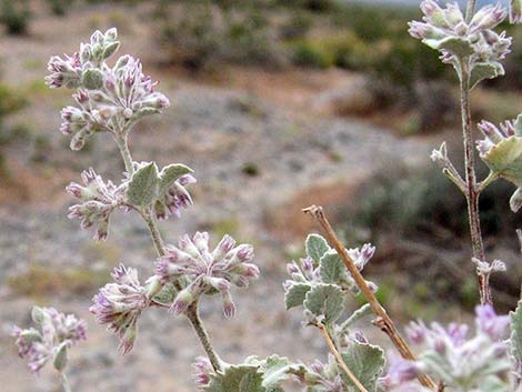 Desert Lavender (Hyptis emoryi)