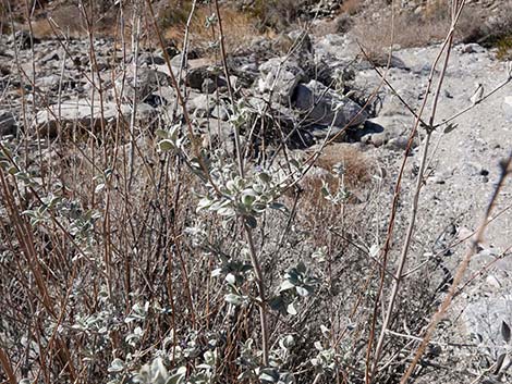 Desert Lavender (Hyptis emoryi)