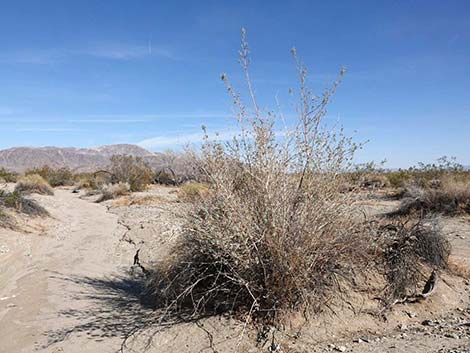 Desert Lavender (Hyptis emoryi)