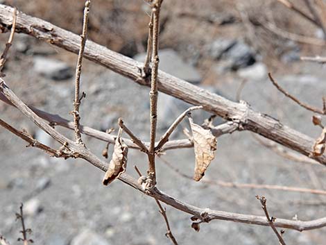 Desert Lavender (Hyptis emoryi)