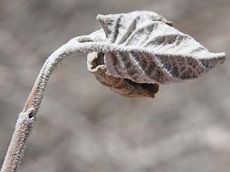 Desert Lavender (Hyptis emoryi)