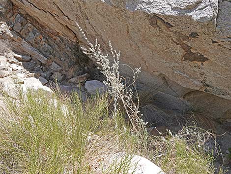 Desert Lavender (Hyptis emoryi)