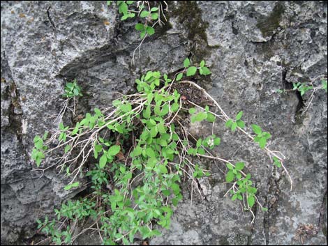 Fivepetal Cliffbush (Jamesia americana var. rosea)