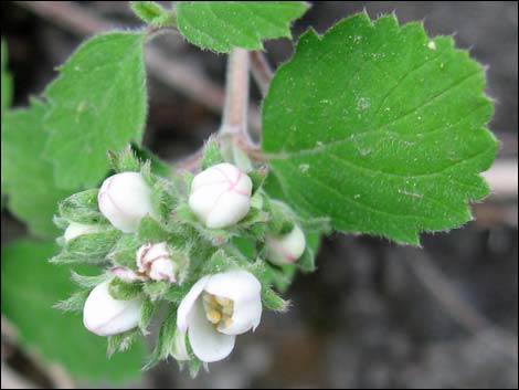 Fivepetal Cliffbush (Jamesia americana var. rosea)