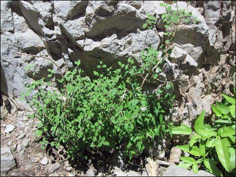 Fivepetal Cliffbush (Jamesia americana var. rosea)