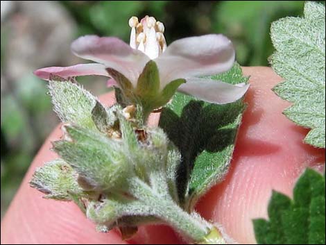 Fivepetal Cliffbush (Jamesia americana var. rosea)