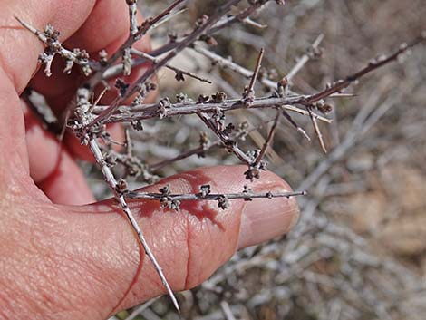 Littleleaf Ratany (Krameria erecta)