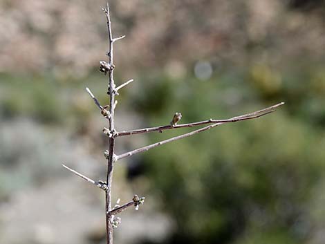 Littleleaf Ratany (Krameria erecta)