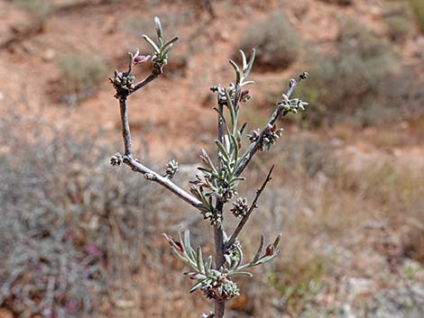 Littleleaf Ratany (Krameria erecta)