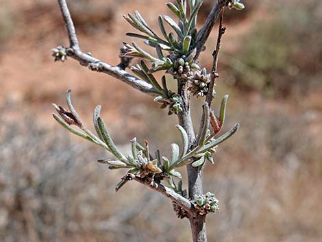 Littleleaf Ratany (Krameria erecta)