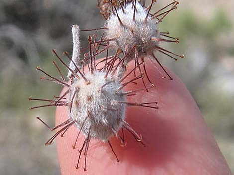 White Ratany (Krameria grayi)