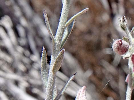 White Ratany (Krameria grayi)