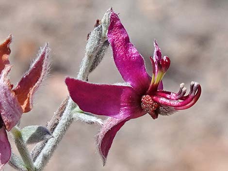 White Ratany (Krameria grayi)