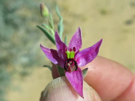 White Ratany (Krameria grayi)