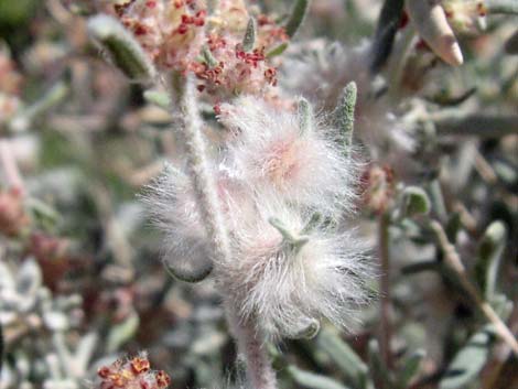 Winterfat (Krascheninnikovia lanata)