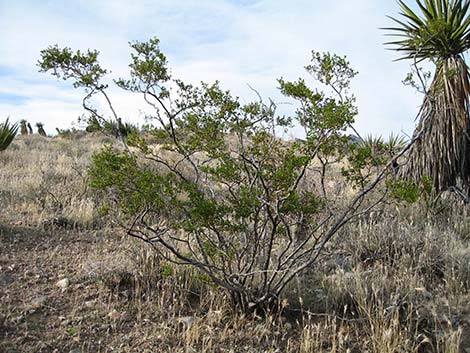 Creosote Bush (Larre tridentata)