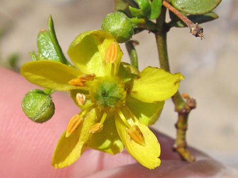 Creosote Bush (Larrea tridentata)