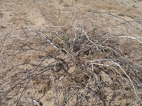 Creosote Bush (Larrea tridentata)