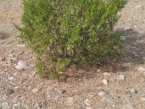 Creosote Bush (Larrea tridentata)