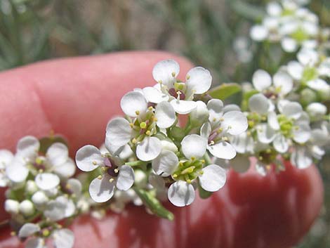 Desert Peppergrass (Lepidium fremontii)