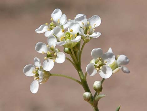 Desert Peppergrass (Lepidium fremontii)