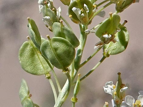 Desert Peppergrass (Lepidium fremontii)