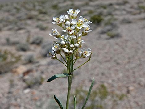 Desert Peppergrass (Lepidium fremontii)