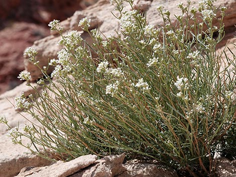 Desert Peppergrass (Lepidium fremontii)