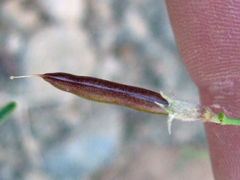 Rock Pea (Lotus rigidus)