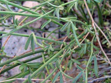 Rock Pea (Lotus rigidus)