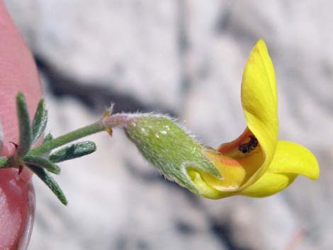 Rock Pea (Lotus rigidus)