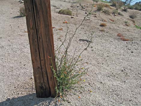 Rock Pea (Lotus rigidus)