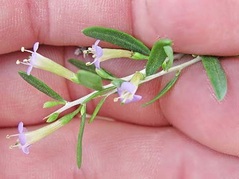 Anderson's Desert-thorn (Lycium andersonii)