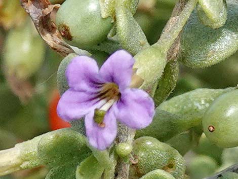 Anderson's Desert-thorn (Lycium andersonii)