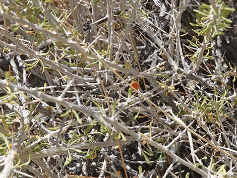 Anderson's Desert-thorn (Lycium andersoni)