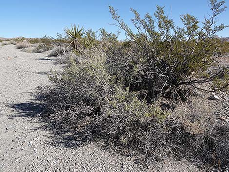 Anderson's Desert-thorn (Lycium andersonii)