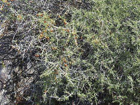 Anderson's Desert-thorn (Lycium andersonii)