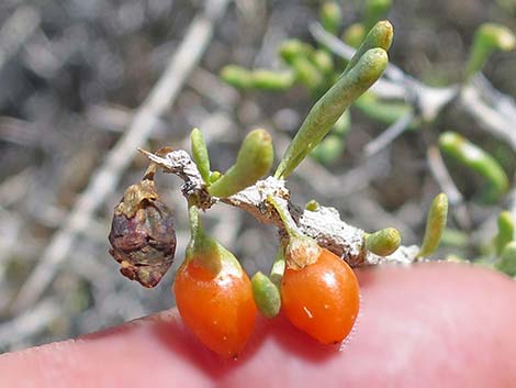 Anderson's Desert-thorn (Lycium andersonii)